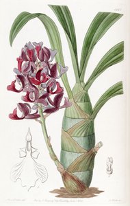 Mormodes atropurpurea da Miss Drake